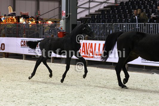 BELLY DANCER_MILANO_2010_SS3_7858.jpg